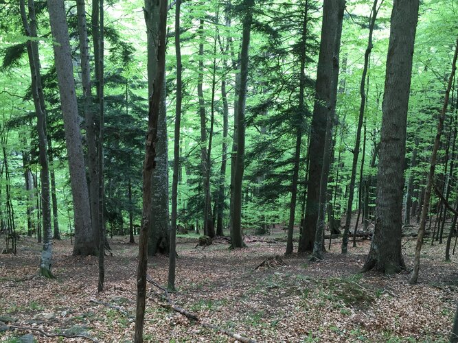 © KLAR! Oberes Feistritztal Wald