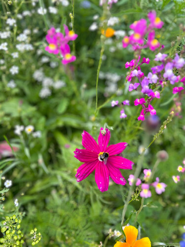 Blumenwiese mit Hummel