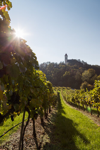 © Verena Saloukeh Hinter einem Weingarten erhebt sich eine Kirche auf einem Hügel.