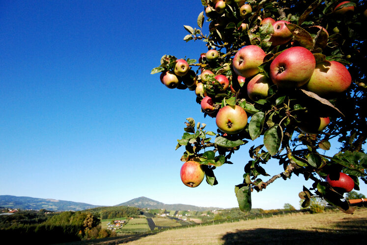 © Strassegger Blick vom Apfelbaum ins Tal