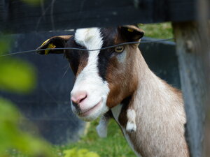 © Deweis Maria Ziege blickt durch Maschenzaun
