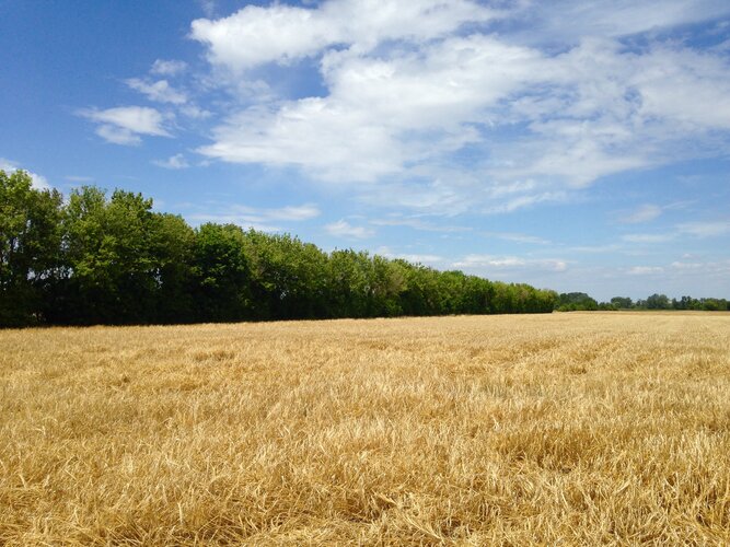 © Ruth Trinkler Getreidefeld mit Windschutzgürtel