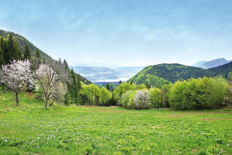 Blühende Frühlingslandschaft in der Marktgemeinde St. Jakob im Rosental