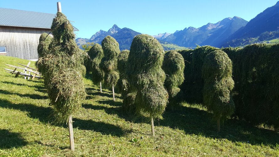 © Christine_Klenovec Heu auf Holzspieße in den Bergen
