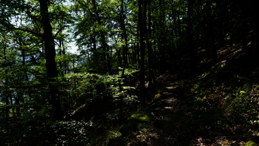 © Naturpark im Wald