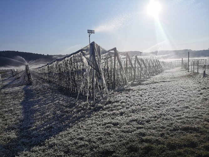 © Kulmland Privat Frost auf Wiese