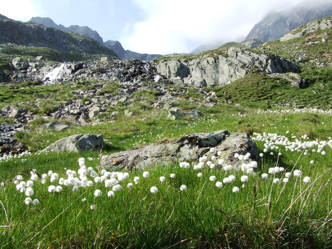© Archiv Naturpark Kaunergrat Wiese in den Bergen