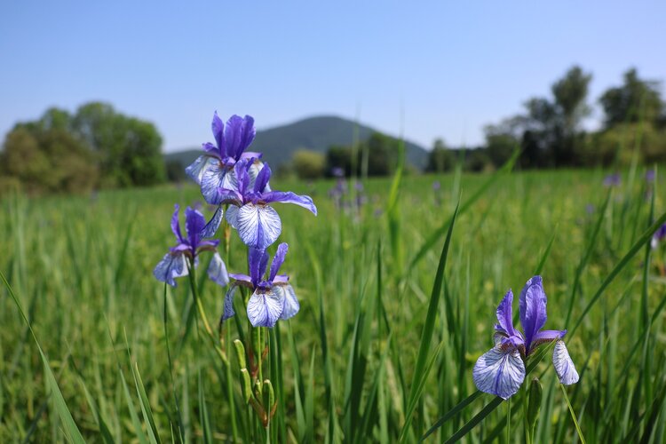 Lilane Blumen im Gras. 