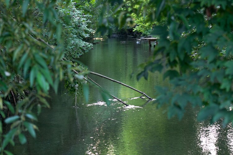 © Martin Aschauer Auwald und Wasser