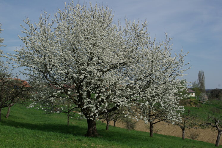 © Gemeinde Pirching Blühender Obstbaum in der Region Stiefingtal.