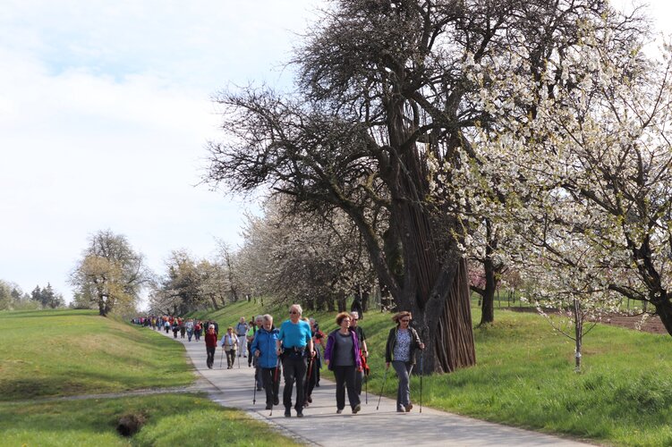 Kirschbluetenwanderung mit mehreren Personen