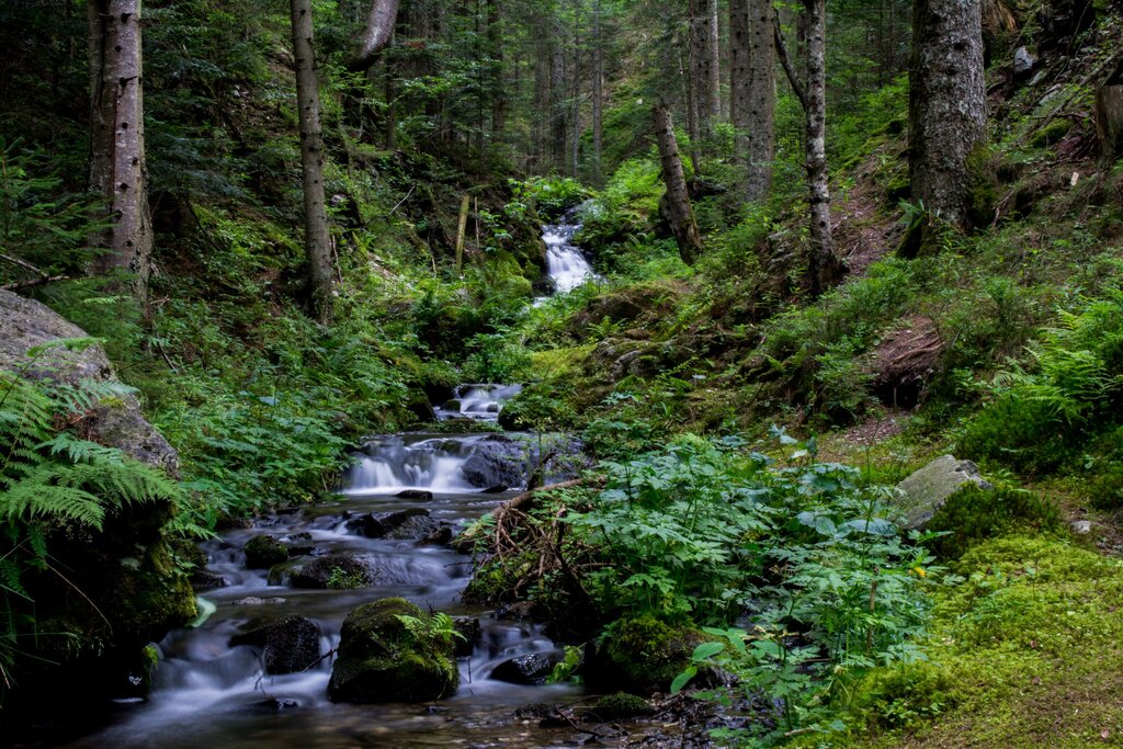 Plätschernder Bach im saftig grünen Wald.