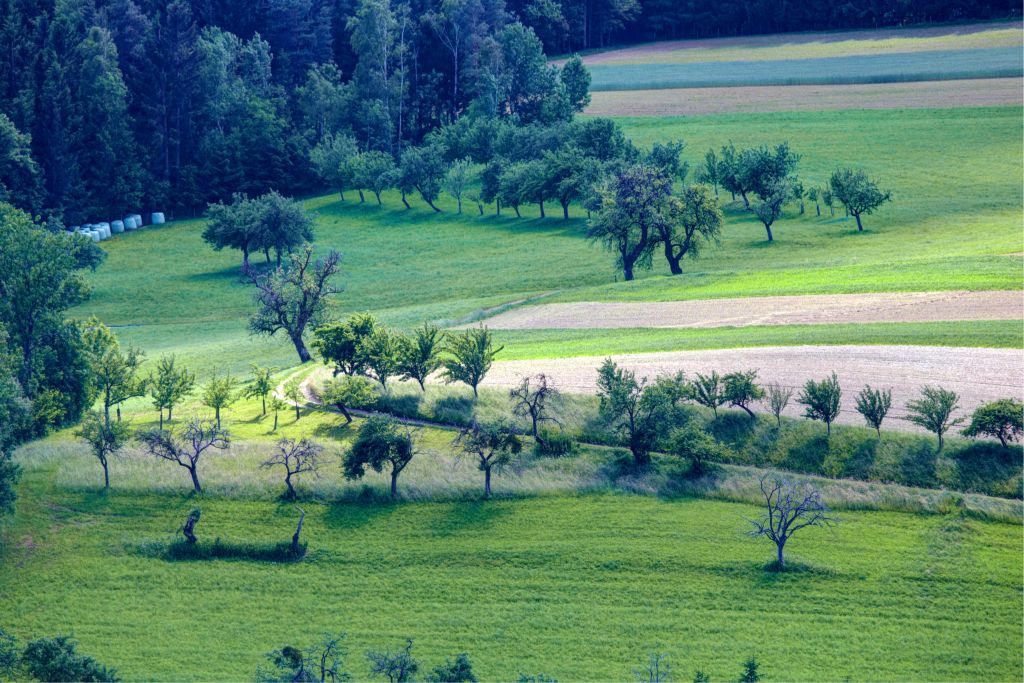 Streuobstwiese im Pöllauer Tal