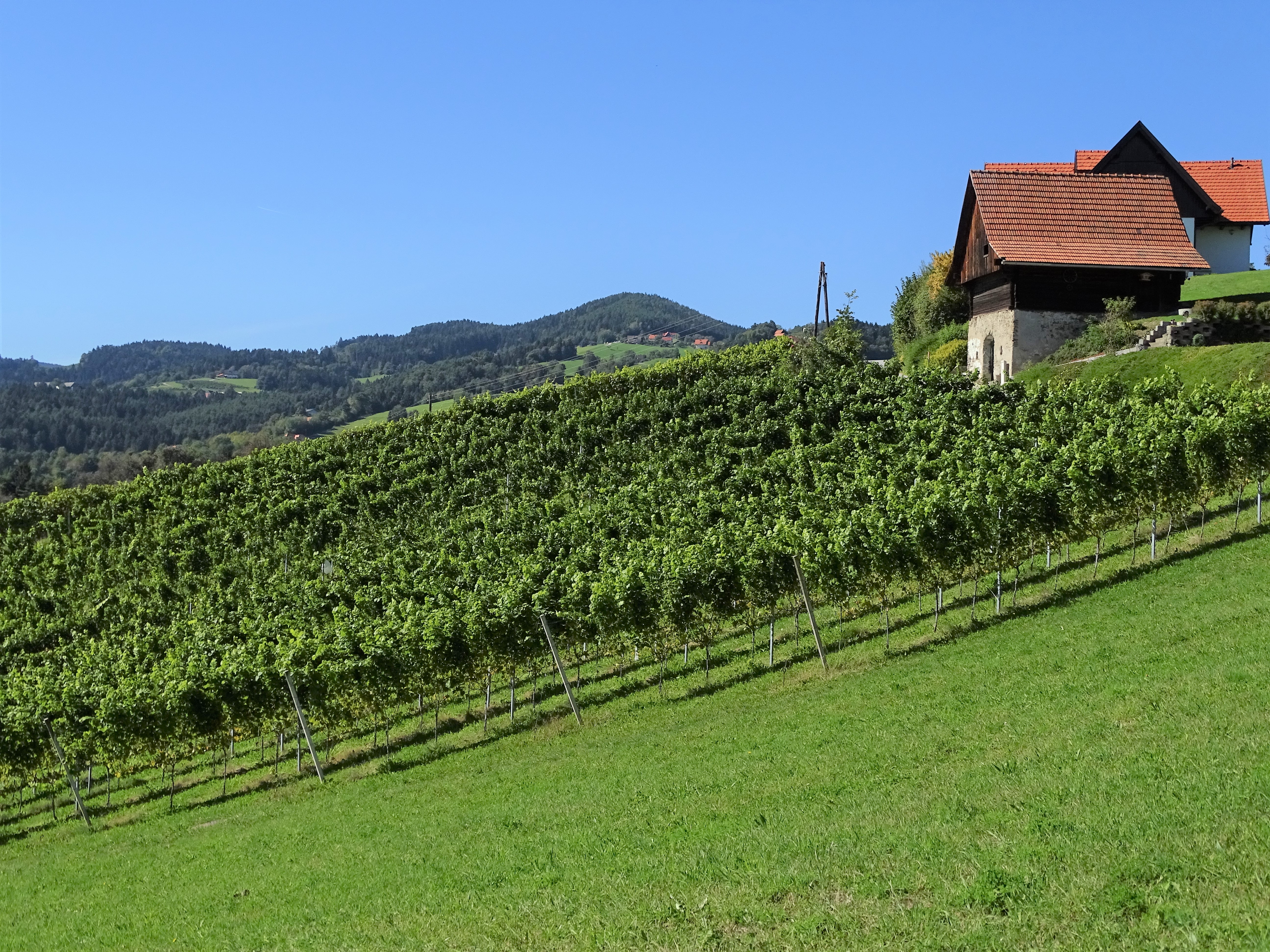 Obsthang mit blauen Himmel